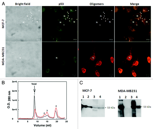 Figure 4. Detection of native and aggregated p53 in breast cancer cell lines. (A) MCF-7 (wild-type p53) and MDA-MB 231 (mutated p53) cells were labeled with anti-p53 (DO-1) and anti-oligomer (A11) primary antibodies. The first column shows the bright field images, the second column shows p53-labeling, the third column shows the labeling of aggregates, and the last column shows the merged images of p53 labeling and aggregate labeling. The images were obtained at 63 000 magnification. (B) size exclusion chromatography fractions (SEC) of the extract of the MCF-7 (red line) and MDA-MB 231 (black line) tumoral cell lines. Western blotting against p53 was performed for the eluted fractions. (C) Aggregated p53 eluted in the column void volume. Extracted from ref. Citation8.