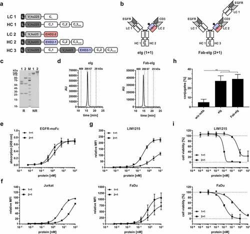 Figure 5. Generation of bispecific EGFR and CD3 eIg molecules with different geometry. (a) Schematic presentation of the used light (LC; LC1: VLhu225-CLκ; LC2: VLhuU3-EHD2-2) and heavy chain (HC; HC1: VHhu225-CH1-CH2-CH3hole; HC2: VHhuU3-EHD2-1-CH2-CH3knob; HC3: VHhu225-CH1-VHhuU3-EHD2-1-CH2-CH3knob) for the eIg molecules either in the 1 + 1 (LC1+ LC2+ HC1+ HC2) or in the 2 + 1 (LC1+ LC2+ HC1+ HC3) configuration. (b) Schematic illustration of the bispecific bivalent (1 + 1) eIg and the bispecific tetravalent Fab-eIg (2 + 1) specific for EGFR and CD3. (c) SDS-PAGE analysis of the eIg and Fab-eIg molecule using reducing (R) and non-reducing (NR) conditions (gradient gel; 4 µg of protein; M: marker; 1: eIg; 2: Fab-eIg). (d) SEC profile of the eIg (1 + 1) and the Fab-eIg (2 + 1) molecule with a TSKgel SuperSW mAb HR column analyzing in HPLC. (e) ELISA binding experiment using EGFR-mouse Fc as immobilized antigen. Bound antibodies were detected with an anti-human Fc detection antibody. Mean ± SD; n = 3. (f + g)G Flow cytometry analysis analyzing binding of the eIg (1 + 1) and Fab-eIg (2 + 1) molecules to CD3-positive Jurkat (f) or EGFR-positive LIM1215 and FaDu cells (g). Mean ± SD; n = 3. (h) Conjugate formation assay using 100 nM of the bispecific antibody in combination with CD3-expressing Jurkat and EGFR-expressing FaDu cells. Simultaneous binding to CD3- and EGFR-expressing cells is shown. Mean ± SD, n = 3. (i) Cytotoxic potential of PBMCs stimulated with eIg molecules. LIM1215 or FaDu cells were incubated with a serial dilution of eIg molecules in presence of PBMCs in an effector:target cell ratio E:T of 10:1. Cell viability was analyzed by crystal violet staining. Mean ± SD; n = 2.