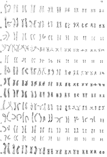 Figure 2 C‐banded karyotypes of the 13 studied studied hyperoliids. A, Heterixalus alboguttatus; B, H. andrakata; C, H. betsileo D, H. boettgeri; E, H. luteostriatus; F, H. punctatus; G, H. rutenbergi; H, H. tricolor; I, H. variabilis; J, Acanthixalus spinosus; K, Hyperolius cf. viridiflavus; L, Kassina maculata; M, Leptopelis calcaratus.