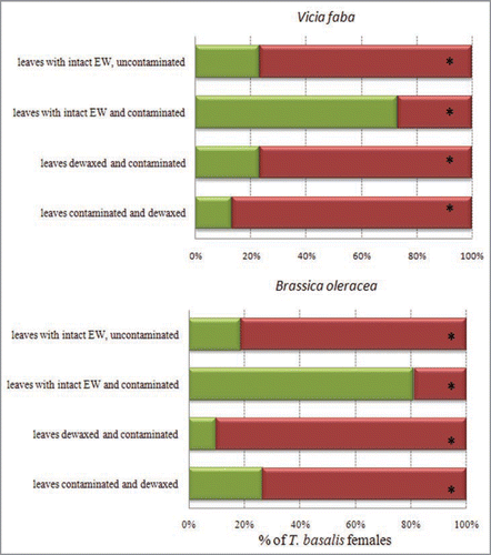 Figure 2 Effects of adaxial leaf epicuticular waxes of Vicia faba and Brassica oleracea on Trissolcus basalis response to Nezara viridula female footprints that constitute a contact kairomone. Green bars indicate the percentage of wasps that displayed arrestment responses after being released; red bars represent the percentage of those that did no show arrestment responses. Leaves were contaminated by allowing 2–3 mated, gravid N. viridula to walk over them for 30 min. Leaves were mechanically dewaxed with an aqueous solution of gum arabic. Asterisks indicate significant differences at p < 0.01 (Pearson χ2 test).