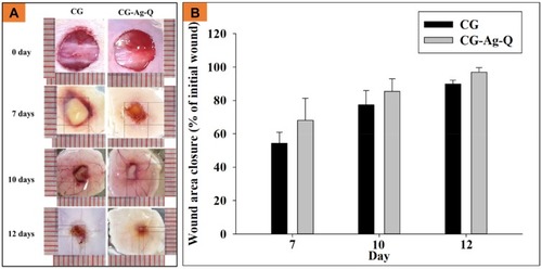 Figure 3 CG-Ag-Q dressing accelerated wound closure. (A) Photographs showing wound sites at 0 and 7, 10 and 12 days post-surgery; (B) Wound closure (indicated by wound area as % of area at day 0) at 7, 10 and 12 days post-surgery (data = mean ± standard error of means, n=2 biological repeats).