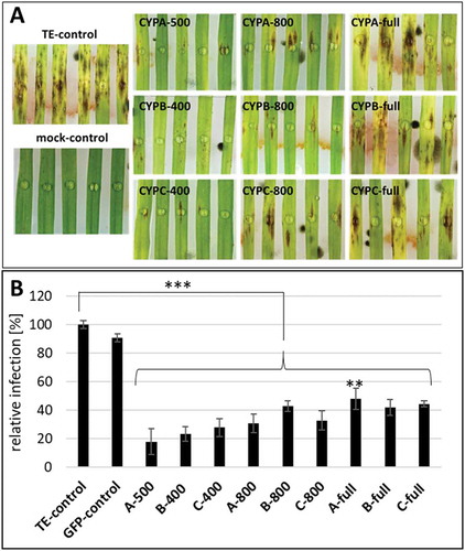 Figure 4. Fg infection of barley leaves that were spray treated with CYP51-dsRNAs of different lengths. (A), Detached leaves of 3-week old barley plants were sprayed with CYP51-dsRNAs or TE buffer. After 48 h, leaves were drop-inoculated with 5 × 104 conidia ml–1 and evaluated for infection symptoms at 5 dpi. (B), Infection area, shown as per cent of the total leaf area for 10 leaves for each dsRNA and the TE control. Error bars indicate SE of four independent experiments. Asterisks indicate statistical significance (**p < 0.01; ***p < 0.001; Student’s t test).