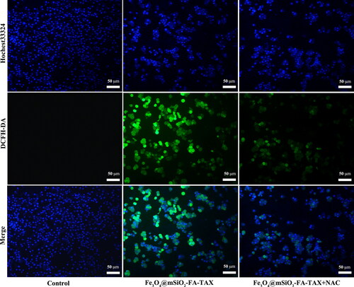 Figure 12. Level of ROS detected by DCFH-DA probe.