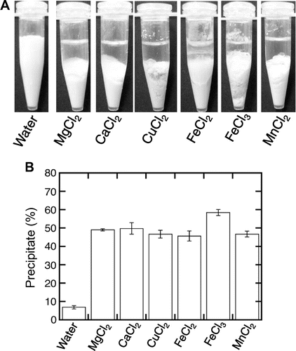 Fig. 1. Formation of a tofu-like precipitate by the addition of various metal chlorides.Note: Various metal chlorides, magnesium, calcium, copper, ferrous, ferric, and manganese chlorides, were added to soymilk to a final concentration of 20 mM. The mixture was separated into a supernatant and precipitate by centrifugation at 4,100 × g for 10 min at 4 °C. (A) Separation was observed. (B) The precipitation efficiency is expressed as the percentage weight of the wet precipitate to that of the initial soymilk. Data are shown as the average ± standard deviation of five independent experiments.