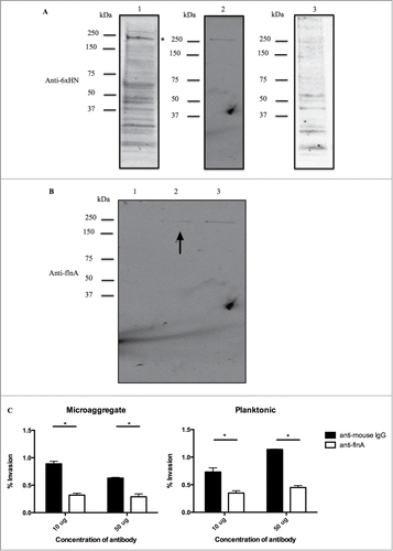 Figure 2. MIP-1 interacts with host protein filamin A. (A) Identification of MIP-1 host binding partners by Far-western blot. Lane (1) HEp-1 lysate probed with MIP-1 recombinant protein. Asterisk (*) indicates the position of filamin A on western blot (2) Filamin A recombinant protein (adopted from Fig. 2B) (3) non-specific protein, MAV_3013. *p < 0.05. Lane 2 serves to compare the protein sizes of the far-Western band and filamin A (B) Confirmation of MIP-1-filamin A interaction by pull down assay probed with anti-filamin A antibody. Lane (1) E. coli protein lysate incubated with HEp-2 lysate (negative control) (2) MIP-1 recombinant protein incubated with HEp-2 lysate. Arrow indicates filamin A pull down band (3) HEp-2 lysate (positive control) (C) Anti-filamin A antibody incubation with microaggregates and planktonic bacteria inhibits invasion into HEp-2 cells. Bacteria were incubated with 10 or 50 ug of anti-filamin A antibody or non-specific mouse IgG at the onset of infection. This is one representative with 3 technical replicates of 3 biological replicates. *p < 0.05.