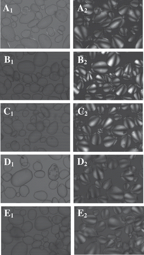 Figure 1 Light micrographs: Native starch: (A1), CHMT18: (B1), CHMT21: (C1), CHMT24: (D1), CHMT27: (E1) and polarized light micrographs: Native starch: (A2), CHMT18: (B2), CHMT21: (C2), CHMT24: (D2), CHMT27: (E2) of native and heat-moisture treated Canna edulis Ker starches.