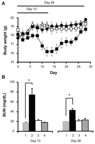 Figure 4 Acute toxicity analysis in female C57Bl/6 mice.Notes: (A) Changes in body weight (n = 5) until day 13 and day 28 were measured following intravenous administration of cisplatin/cl-micelles (□) or cisplatin (■) at 4 mg/kg. Vehicle control groups received empty micelles 2.5 mg/kg (△) or 100 μL of 5% dextrose (●). Four administrations were given in total with each administration at every fourth day. (B) Plasma BUN concentrations (n = 3–5) at the end of day 13 and day 28 of toxicity analysis. Treatment groups are: (1) control, (2) cisplatin treatment, (3) cisplatin/cl-micelle treatment, and (4) empty micelle treatment. Values indicated are means ± standard error of the mean.Abbreviation: BUN, blood urea nitrogen.