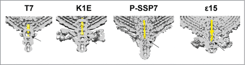 Figure 5. Cross section of the 3-dimensional volumes of T7 (EMD-5689Citation15), K1E (EMD-1333Citation32), P-SSP7 (EMD-1715Citation31) and ϵ15 (EMD-1175Citation33). The internal channel DNA fragment has been colored in yellow. The arrow points to the fiber-gatekeeper interface region.