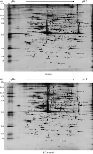 Figure 1. The 2-DE proteome images of control (A) and RC-treated (B) platelets. The differentially expressed protein spots were shown by the arrows.