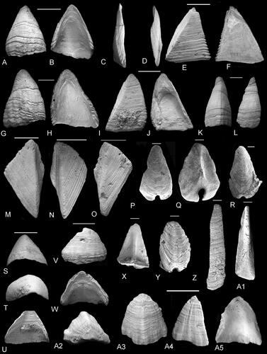 Figure 25. A–A1, Brachylepas americana Zullo, Russell and Mellen, Citation1987. A, B, carina, in A, dorsal and B, internal views (NHMUK In. 62268a). C, scutum, view of tergal surface (NHMUK In. 62268b). D–F, scutum in C, tergal, D, external and E, internal views (NHMUK In. 62268c). G, H, carina, in G, dorsal and H, internal views (NHMUK In. 62268d). I, J, scutum, in J, external and K, internal views (NHMUK In. 62268e). K, L, carina, in K, dorsal and L, lateral views (NHMUK In. 62268f). M–O, external views of terga (NHMUK In. 62268g-i). P–R, X, Y, imbricating plates, in P, R, Y, external and Q, X, internal views (NHMUK In. 62268g–k). Z, A1, upper latera, in Z, external and A1, internal views (NHMUK In. 62268l, m). S–W, rostra, in S, V, ventral, T, apical and U, W, internal views (S–U, In. 62268n; V, W, In. 62268o). A2–A5, Brachylepas angulosa Collins, Citation1973. Holotype carina (NHMUK In. 64479), original of Collins (Citation1973, pl. 3, fig. 16a–c) and Zullo et al. (Citation1987, figs 5, 8–10). A2, apical, A3, dorsal, A4, lateral and A5, internal views. A–Z, A1, basal Brownstown Formation, middle Campanian, Friendship, Hot Spring County, Arkansas, USA. A2–5, Ripley, Formation, Maastrichtian, Oktibbeha County, Mississippi, USA. Scale bars equal 5 mm (A–O, S–A5) and 0.5 mm (P–R, X–A1).