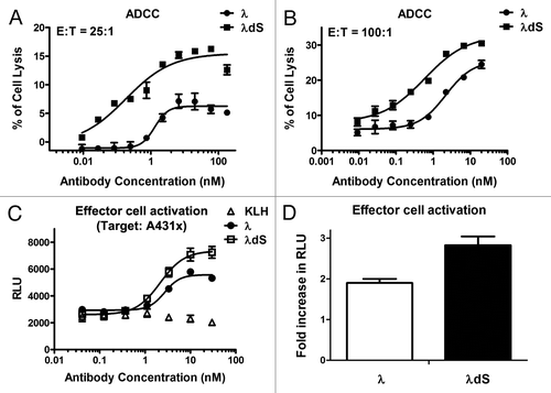 Figure 6. Enhanced ADCC activity of λdS relative to λ in A431 cells overexpressing receptor X (A431x). An LDH release based ADCC assay was performed to assess the difference in percent of target A431x cell lysis by PBMCs effector cells in the presence of either λ or λdS antibody. (A) ADCC activities of λ and λdS antibodies with an effector to target (E:T) ratio = 25:1. (B) ADCC activities of λ and λdS antibodies with an E:T = 100:1. A luminescence reporter assay was used to compare the Jurkat effector cell activation by λ and λdS upon binding to A431x (E:T = 20:1). (C) Effector cell activation was measured in luminescence relative light unit (RLU) by λ or λdS antibody in the presence of the target A431x cells. (D) Effector cell activation fold increase in RLU (calculated from dividing the maximal RLU by the background RLU) of λ and λdS antibodies. All measurements were done in duplicate or triplicate. SD are indicated by error bars.