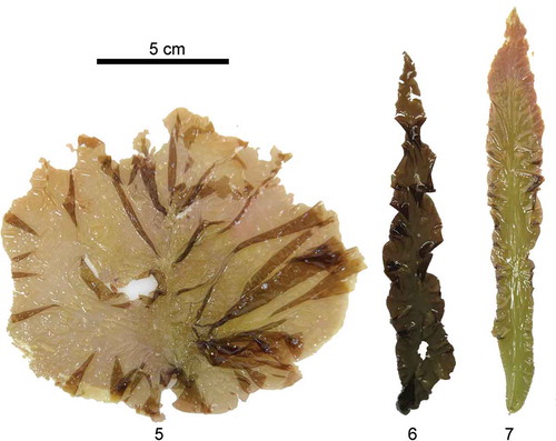 Figs 5–7. Pyropia species used in aquaculture. Fig. 5. P. tenera, collected from Penglai, Shandong Province, China on 28 March 2016 by L.E. Yang. Morphology is atypical for this species but the identity was verified with molecular data. Fig. 6. P. haitanenesis collected from Pingyu Island, Guangdong Province, China on 16 December 2012 by Weizhou Chen. Fig. 7. P. yezoensis collected from Yantai, Shandong Province on 24 March 2016 by L.E. Yang.