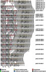 Figure 1 Comparison of IncX3 plasmids from the United Arab Emirates carrying various carbapenemases.Notes: Grey shades represent regions with ≥99% similarity.