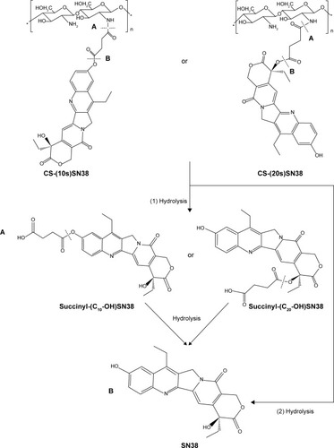 Figure 8 Hydrolytic process of CS-(10s)SN38 and CS-(20s)SN38.Notes: (A) rupture of amide bond; (B) rupture of ester bond.Abbreviations: CS-(10s)SN38, chitosan-(C10-OH)SN38; CS-(20s)SN38, chitosan-(C20-OH)SN38; SN38, 7-Ethyl-10-hydroxycamptothecin.