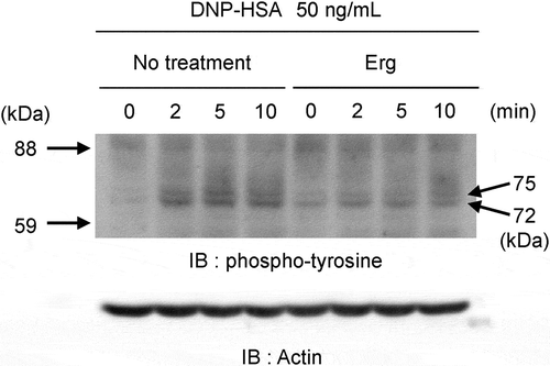 Figure 6. Effect of ergosterol on antigen-induced global tyrosine phosphorylation of proteins at 72 kDa and 75 kDa.IgE-sensitized RBL-2H3 cells pretreated with or without ergosterol (Erg, 50 μM) were stimulated with DNP-HSA (50 ng/mL) for the indicated times. Cell lysates were blotted with anti-phosphotyrosine antibody. The arrowheads on the left side indicated the position of the molecular weight markers and the right side indicated the molecular weight of the target proteins calculated from the calibration curve obtained by the molecular weight markers.Grifola frondosa inhibits antigen-induced degranulation of RBL-2H3 cells, and its active components are ergosterol and its derivatives, MEDD and 6-OXO.