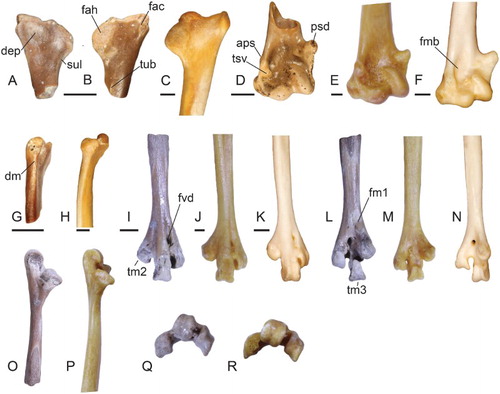 Figure 2. Postcranial elements tentatively attributed to Neilus sansomae gen. et sp. nov. (A, B, D, G, I, L, O, Q) in comparison to sheathbills (C, E, H, J, M, P, R) and the Magellanic Plover (AMNH 17700) ( F, K, N). Left scapulae of N. sansomae (NMNZ S.52888) (A, B, G) and Chionis albus (NMNZ OR.22149) (C, H) in A, medial, B, C, lateral and G, H, dorsal views. D, Left humerus (NMNZ S.44208) of N. sansomae in cranial view. Right humeri (reversed) of E, Chionis minor (NMV B.30769) and F, P. socialis in cranial view. Left tarsometatarsi of N. sansomae (CM 2013.18.684) (I, L, O, Q), C. minor (J, M, P, R), and P. socialis (K, N) in I, K, dorsal, L–N, plantar, O, P, medial and Q, R, distal views. Abbreviations: aps, attachment for m. pronator superficialis; dep, depression; dm, dorsal margin; fac, facies articularis clavicularis; fah, facies articularis humeralis; fm1, fossa metatarsi I; fmb, fossa m. brachialis; fvd, foramen vasculare distale; lig, ligamentum collaterale ventrale; psd, processus supracondylaris ventralis; sul, sulcus; tm2, trochlea metatarsi II; tm3, trochlea metatarsi III; tsv, tuberculum supracondylare ventrale; tub, tubercle. Scale bars equal 2 mm; O–R not to scale.