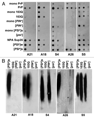 Figure 2. Cross-reactivity of DNA aptamers with partially purified detergent-insoluble aggregates of different proteins. (A) Dot-blot assay. Aptamer representatives of each class are presented. Samples of the protein aggregate fraction were serially diluted in 4-fold increments. (B) SDD-AGE analysis. Only targets stained differently by the aptamer classes are presented. Protein aggregates were partially purified from cells of the following strains: PrP, 74-D694ΔRNQ1 [psi-] expressing PrP90–231; 103Q, 74-D694ΔS35 [pin-] expressing 103Q-GFP and Sup35C; [PIN+], 74-D694 [psi-] [PIN+]; NPA Sup35, non-prion aggregates of Sup35 from 74-D694 [psi-] [PIN+] overproducing Sup35; [PSI+]s and [PSI+]w, 5V-H19 [PIN+] carrying either [PSI+]s or [PSI+]w respectively. Controls: [psi-], aggregates from 5V-H19 [psi-] [pin-] cells and mono, monomers obtained from respective aggregates upon their boiling. The staining of mono 103Q by aptamers A18 and S5 probably relates to incomplete dissolution of 103Q upon boiling.