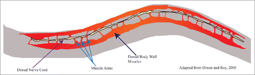 Figure 4. Muscle arm extension. Schematic of muscle arm extension. Adapted from Dixon and Roy, 2005. Example of muscle arms throughout the C. elegans body (light blue arrows). Muscle arms have formed from the dorsal body wall muscles (end of dark blue arrow) towards the dorsal nerve cord.