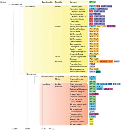 Figure 1. Bivalve species explored from the aspect of satDNAs, their classification and age estimation of the main clades (taken from Bieler et al. Citation2014), together with satDNA families reported in these species.