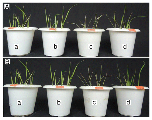 Figure 3. Rice plants after 10 d salt stress. For representation purposes, one pot per treatment is shown. (A) For 200 mM and (B) for 300 mM salt stress. (a) Non-inoculated rice without salt treatment. (b) P. indica-inoculated rice without salt treatment. (c) Non-inoculated rice treated with 200 (300) mM salt. (d) P. indica-inoculated rice treated with 200 (300) mM salt.