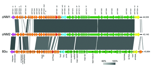 Figure 1. Genomic sequence alignments of φNM1 (GenBank entry DQ530359), φNM2 (DQ530360) and 80α (DQ517338), displayed using Easyfig v2.0.Citation30 The arrows represent the ORFs annotated in the entries, whereas the shading between them represent the percentage identity (BLASTn) from 60% (light gray) to 100% (dark gray). The labels above the φNM1 sequence correspond to the protein identifiers from the GenBank file followed by the name of the protein product, where available (Table 1). The sri gene (corresponding to orf22 in 80α, which was not annotated in the φNM1 GenBank entry, is indicated with a double asterisk (**). The ORFs in 80α are numbered according to Christie et al.Citation11 with protein functions shown below. Genes encoding structural proteins are colored green; terminase, light blue; lysis genes, yellow; integrase, magenta; Sri, dark red; Dut, light red.