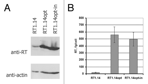 Figure 1. Expression in HEK293 cells of the viral gene encoding multi-drug resistant HIV reverse transcriptase (RT1.14) and humanized genes encoding active (RT1.14opt) and inactivated (RT1.14opt-in) RT variants. (A) Cells were harvested 48 h post transfection and lysed. Accumulation of RT proteins was assessed by western blotting with the polyclonal rabbit antibodies equally well recognizing diverse variants of RT protein.Citation58 For normalization, blots were stripped and re-stained with anti-actin antibodies. (B) Quantification of RT expression per cell (done as described previouslyCitation36).