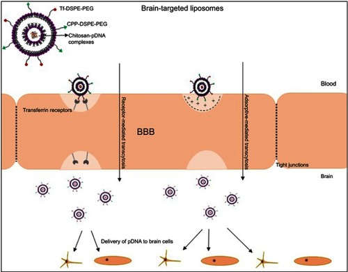 Figure 1 Liposome surface modified with Tf and CPP for targeted delivery of plasmid DNA to the brain.Abbreviations: BBB, blood–brain barrier; CPP, cell-penetrating peptide; DSPE-PEG, 1,2-distearoyl-sn-glycero-3-phosphoethanolamine-N-[amino(polyethyleneglycol)]; Tf, transferrin.