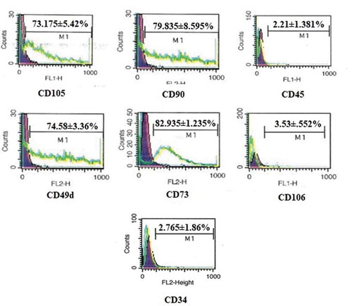 Figure 1. FACS analysis of hADMSCs for expression of CD105, CD90, CD73, CD45, CD106, CD49d and CD34 cell surface markers