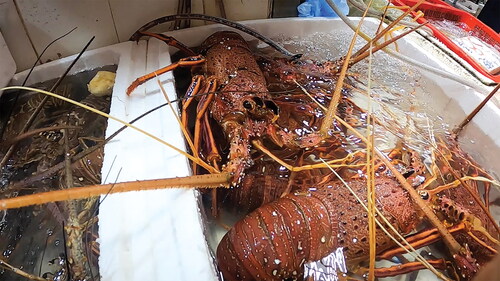 Figure 3. Yellow tofu puff on the top right corner of the lobster container on the left, 13 August 2022. Photo by K. Y. N. Poon.