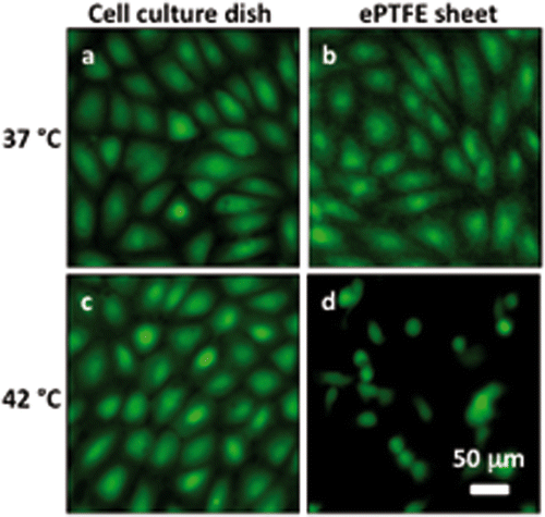 Figure 4 Differential adhesion of heated cells onto collagen-coated ePTFE sheets and tissue culture dishes. Cells in suspension were allowed to attach to either surface for 24 h at 37° or 42°C for 24 h. The cells were then stained with calcein AM (which labels the cytosol of viable cells, appearing green) and ethidium homodimer-1 (which labels the nuclei of dead cells, appearing red) and then imaged. At 37°C, endothelial cells formed confluent monolayers and displayed typical cobblestone morphology on both ePTFE sheets (B) and dishes (A). At 42°C, however, the cell density on ePTFE sheets (D) was significantly lower than that on dishes (C). Further, the cells on ePTFE (D) exhibited a condensed cytoplasm, an early indication of apoptosis, though the cells were negative of ethidium homodimer-1 staining.