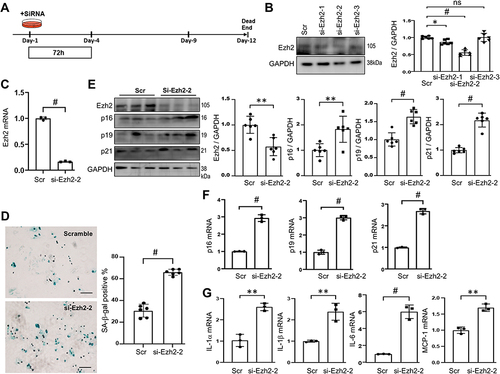 Figure 4 Knockdown of Ezh2 induces RS in the early passage of AFs. (A) Schematic diagram of Ezh2 silencing in AFs. Isolated, plated and stably attached P1 AFs on Day-1 were transfected with scramble (Scr) or Ezh2 siRNAs (100nM) for 72h and harvested on Day-4 for analyses. (B) Representative WB images showing the efficiency of Ezh2 knocking-down (left), as well as its densitometry analyses (right; n=6). Si-Ezh2-2 was chosen to be used in the thereafter experiments. (C) Transcriptions of Ezh2 after transfection of si-Ezh2-2 was assessed by qRT-PCR (n=3 in each group). (D) Representative images of SA-β-gal staining. SA-β-gal activity was quantitated and expressed as percent of the positive cells (n=6). bar=100μm. (E) Representative WB images of Ezh2 and CDKIs, as well as their densitometry analyses (n=6). (F and G) Transcriptions of CDKIs (F) and SASP genes (G) were evaluated by qRT-PCR (n=3). Data are presented as mean ± SD. *p<0.05, **p<0.01, #p<0.001.