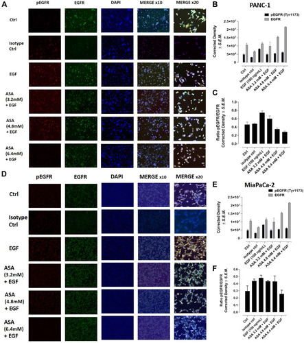 Figure 7 Acetylsalicylic acid (ASA) inhibits phosphorylation of the EGFR in PANC-1 and MiaPaCa-2 cells. PANC-1 and MiaPaCa-2 cells were pretreated with 3.2 mM, 4.8 mM, or 6.4 mM of aspirin for 1 hour, or left untreated as a control. Cells were then stimulated with 100 ng/mL EGF for 30 minutes or left untreated as a control. Cells were fixed, permeabilized, and immunostained for EGFR and phosphorylated EGFR (pEGFR). DAPI-containing mounting media was used to visualize the nuclei. (A) Stained PANC-1 cells, (B) quantitative analysis of pEGFR (Tyr1173) and EGFR expression in PANC1 cells by relative density corrected for average background staining antibody and (C) the ratio of pEGFR to EGFR expression for PANC-1. (D) Stained MiaPaCa-2 cells were visualized by epi-fluorescent microscopy using a 100x objective or 200x objective. (E) Quantitative analysis of pEGFR (Tyr1173) and EGFR by relative density corrected for average background staining antibody in MiaPaCa-2 cells. (F) The ratio of pEGFR to EGFR expression for MiaPaCa-2 cells is shown. Each bar in the figure represents the mean corrected for density staining ± SEM due to multiple images being quantified (3–4).