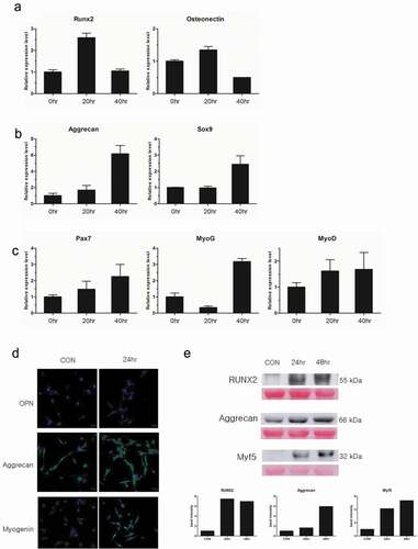 Figure 5. Confirmation of tri-lineage differentiation of E-iPSC-MSCs.