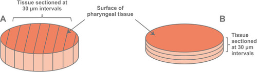 Figure 2 Sectioning of the human pharynx tissue vertically (A) and sectioning of the human pharynx tissue horizontally (B).