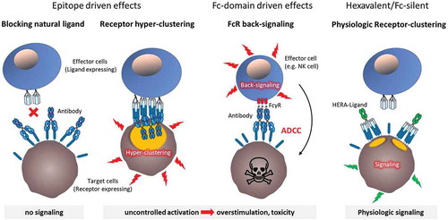 Figure 2. Side effects of CD40 agonistic antibodies versus fusion molecules.The orientation of the target epitope of CD40 agonistic antibodies within the CD40 molecule defines epitope-driven effects. In case the antibody prevents binding of the natural CD40L it inevitably inhibits favorable natural CD40 signaling. Contrarily, cross-linking receptor complexes that have been trimerized by the natural ligand can lead to hyper-clustering and uncontrolled overstimulation with increased risk of toxic side effects and exhaustion of immune cells. Fc-domain driven effects derive from the interaction of the antibody´s Fc domain with Fc receptors on different immune cells leading to unwanted (back-)signaling. Upon Fc receptor engagement these immune cells exert diverse effector functions such as ADCC thereby not only depleting the target cell population but also contributing to unspecific immune system activation. In contrast, agonistic fusion proteins with a hexavalent/Fc-silent structure preclude the aforementioned characteristics, possibly generating a more physiologic activity.