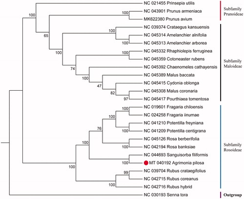 Figure 1. ML phylogenetic tree inferred from 24 complete cp genomes. 