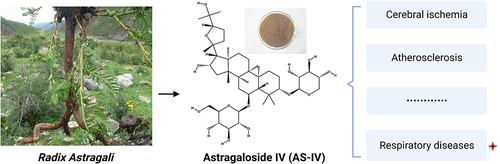 Figure 1 Brief introduction and profile of AS-IV. AS-IV is a natural saponin isolated extracted from Radix astragali (Huangqi in Chinese) and possesses a wide range of pharmacological activities including respiratory diseases treatment.