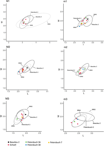 Figure 2. Length/Width scatter plot of Melissiodon dominans upper and lower molars from Echzell, Petersbuch 7, 36, and 38 (Germany) and Beaulieu 2 (France). The ellipses show the 95% confidence interval for Melissiodon dominans speciemens from different localities from MN3, MN4, and for the already published material from Beaulieu 2 (Aguilar et al. Citation2003) and Petersbuch 2 (Ziegler and Fahlbusch Citation1986) .