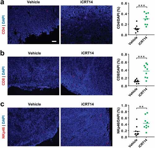 Figure 2. β-Catenin blockade induces lymphocyte infiltration in MC38-S33Y.β-cat tumors. Mice bearing MC38-S33Y.β-cat tumors were treated with iCRT14 or vehicle every other day for 12 d. Immunofluorescence was performed to analyze tumor-infiltrating CD4+ T (by CD4 staining) (a), CD8+ T (by CD8 staining) (b), and NK cells (by NKp46 staining) (c). Total cell number was counted by nucleus staining (DAPI). Scale bar = 100 µm. ** P < .01, *** P < .001