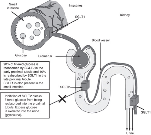 Figure 1. Antidiabetic mechanism of SGLT-2 inhibitors.