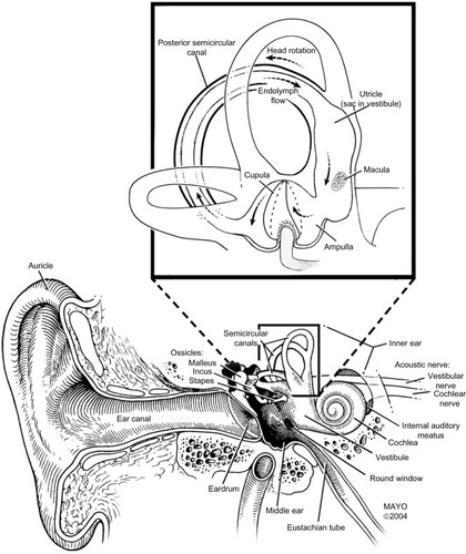 Figure 1 The vestibular system.