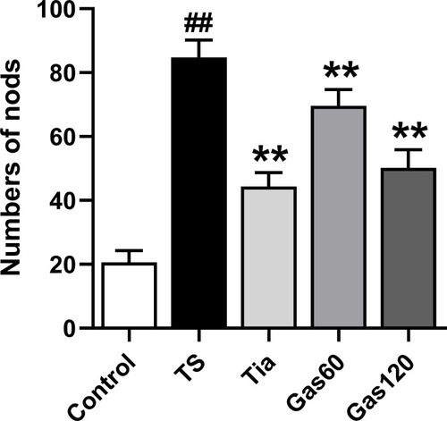 Figure 3 Effects of Gas treatment on nodding numbers of rats with TS induced by IDPN.