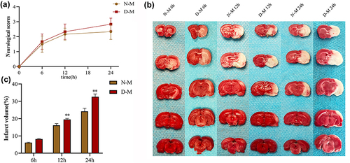 Figure 4 Effects of intestinal microbiota disorder on neurological function score and cerebral infarction volume at different time after cerebral ischemia.