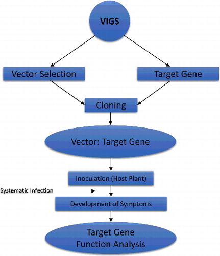 Figure 6. General methodology of VIGS.
