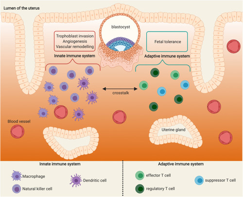 Figure 3 Possible underlying mechanisms that might explain differences in ART efficacy across women with different chronic diseases. Created with BioRender.com.