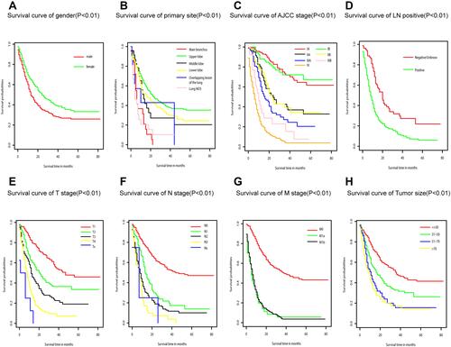 Figure 2 Cancer-specific survival of LCNEC patients stratified by (A) gender; (B) primary site; (C) AJCC stage; (D) LN positive; (E) T stage; (F) N stage; (G) M stage; (H) tumor size.