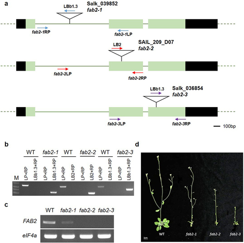 Figure 1. Identification of fab2 T-DNA mutant alleles (fab2–1, fab2–2, and fab2–3) and growth phenotype. (a) Location of T-DNA insertion in FAB2 gene structure. Arrow indicates the primer to check the T-DNA mutant. (b) Genotyping of fab2 T-DNA mutants in genomic DNA genotype compared to wild type. (c) FAB2 gene expression between wild type and fab2 T-DNA mutants by RT-PCR. (d) Growth phenotype of fab2 T-DNA mutants and wild type.