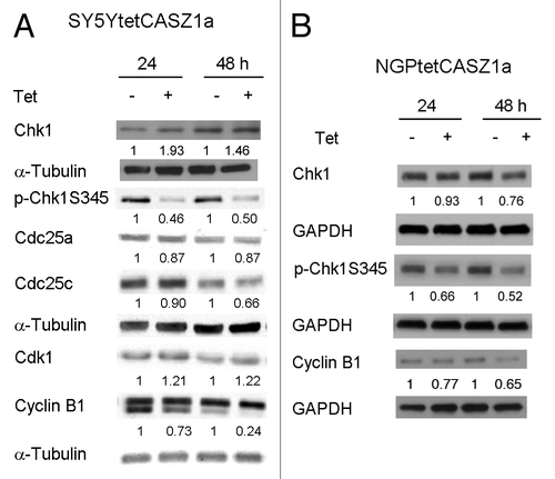 Figure 5. CASZ1 regulates the levels of proteins that promote G2–M phase cell cycle progression. The protein levels of G2–M cell cycle regulators after induction of CASZ1a in SY5Y cells (A) and NGP cells (B) were visualized by immunobloting whole-cell lysates with indicated antibody. The relative densitometric units were normalized to control condition and the ratio shown under each condition.