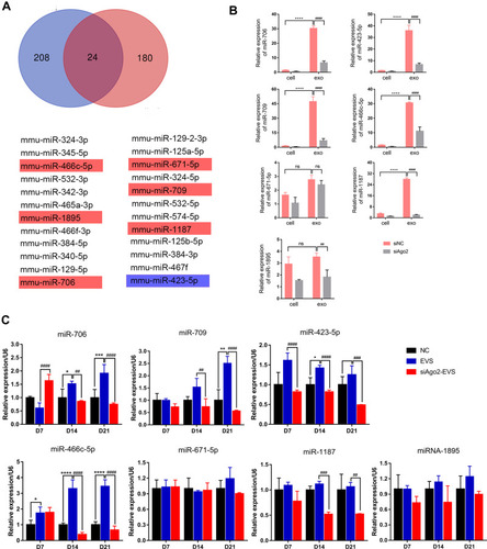 Figure 7 Common expressed miRNAs screening in cells and exosomes and single-assay validation. (A) Venn diagram presented exosomal miRNAs sequenced from two database. Seven highly expressed exosomal miRNAs among the 24 miRNAs were validated. Cells shaded in red or blue highlighted indicated the miRNAs reported associated with stem cell differentiation. (B) Confirmation of seven selected miRNAs by qPCR in MIN6 cells, MIN6 exosomes, siAgo2-MIN6 cells, siAgo2-MIN6 exosomes. (C) Single-assay validation of miRNAs in iPSCs. Error bars show mean ±SD (n = 3). Compared with day 7, *p < 0.05, **p < 0.01, ***p < 0.001, ****p < 0.0001; Compared with NC group on the same day, ##p < 0.01, ###p < 0.001, ####p < 0.0001.