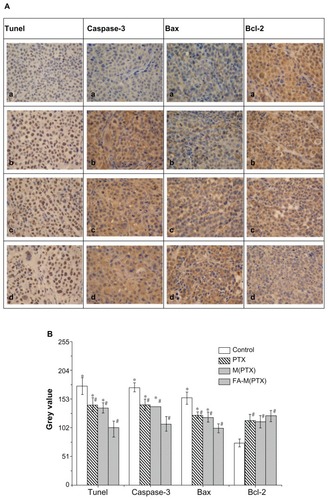 Figure 7 (A) Apoptosis detected by TUNEL and expression of caspase 3, Bax, and Bcl2 detected by immunohistochemistry in xenograft tumors. (a) Controls, (b) PTX, (c) M(PTX), and (d) FA-M(PTX). (B) For TUNEL, #P < 0.05 versus controls; *P < 0.05 versus FA-M(PTX); P = 0.648, PTX versus M(PTX). For caspase 3, #P < 0.01 versus controls; *P < 0.01 versus FA-M(PTX); P = 0.269, PTX versus M(PTX). For Bax, #P < 0.05, versus controls; *P < 0.05 versus FA-M(PTX); P = 0.859, PTX versus M(PTX). For Bcl-2, #P < 0.05 versus controls.Abbreviations: n, number of mice; PTX, paclitaxel; M(PTX), paclitaxel-loaded micelles; FA-M(PTX), folate-targeted, paclitaxel-loaded micelles.